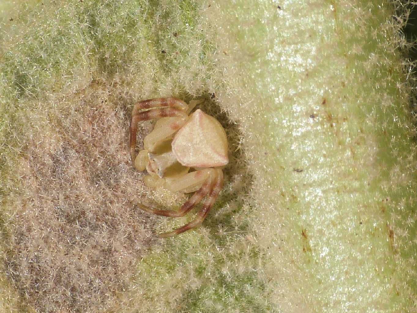 Thomisus onustus: maschio subadulto - Torrimpietra (RM)
